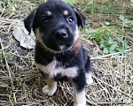 Собаки в Ставрополе: Милые и добрые дворняжки в добрые руки!  Девочка, Бесплатно - фото 1
