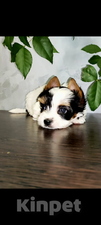 Собаки в других городах Московской области: Очаровашка Сандра Девочка, 140 000 руб. - фото 2