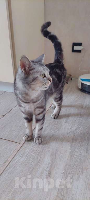 Кошки в Воронеже: Шотландский котёнок  Мальчик, Бесплатно - фото 2