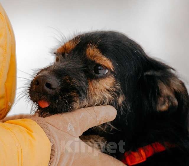 Собаки в Москве: Маленький бородатик Рекс в добрые руки Мальчик, 1 руб. - фото 4