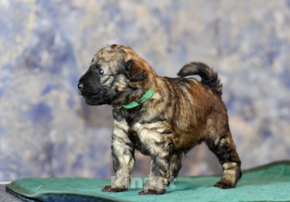 Собаки в Москве: Щенок Пуми зелена, лента  Мальчик, 90 000 руб. - фото 3