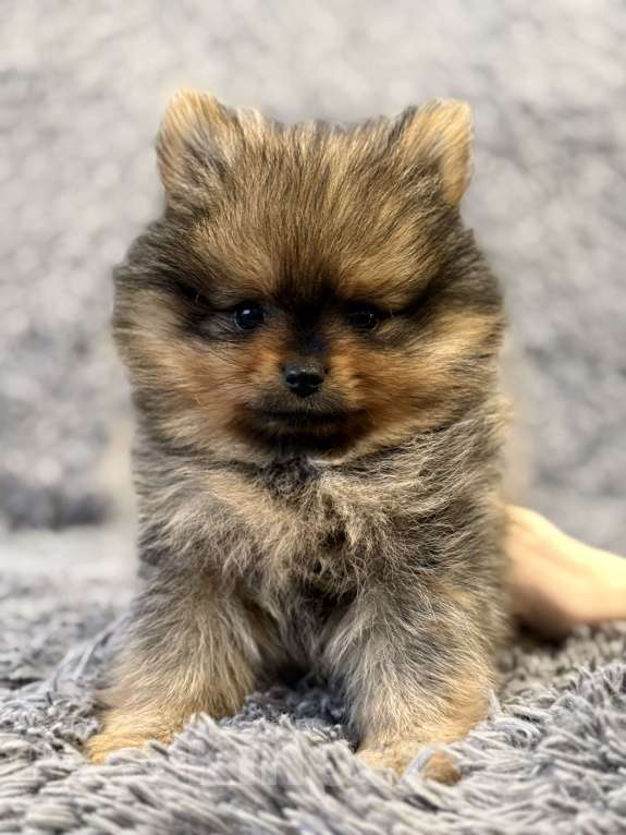 Собаки в Москве: Щенок померанский шпиц Девочка, 70 000 руб. - фото 6