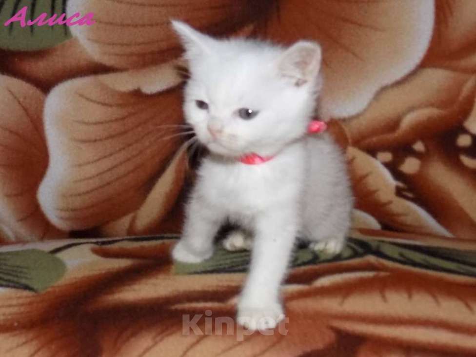 Кошки в Москве: Анатолийские котята (гладкошерстная ангора) Девочка, 8 000 руб. - фото 3