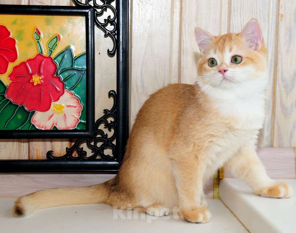 Кошки в Рыбинске: Британский золотой мальчик 5 мес Мальчик, 25 000 руб. - фото 2