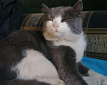 Кошки в Калачинске: Кастрированный молодой котик в добрые руки, Бесплатно - фото 5
