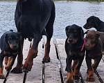 Собаки в Краснодаре: Высокопродные щенки добермана, 50 000 руб. - фото 7