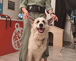 Собаки в Электростали: Щенков Пиренейской Горной Собаки продаю Мальчик, 40 000 руб. - фото 7