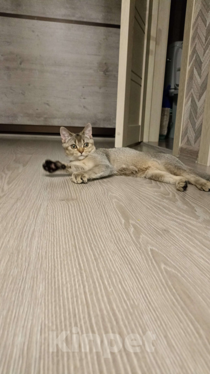 Кошки в других городах Башкортостана: Отдам в хорошие руки  Мальчик, Бесплатно - фото 3