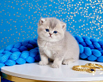 Кошки в Новосибирске: Британская золотая шиншилла Мальчик, 40 000 руб. - фото 1