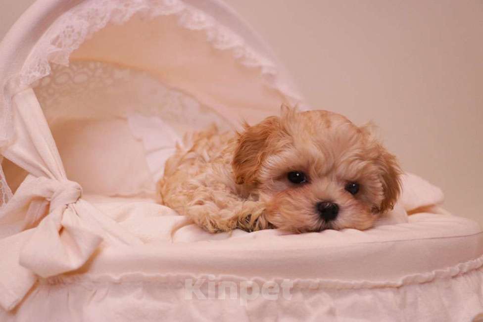 Собаки в Москве: Милый мальтипу мальчик  Мальчик, 120 000 руб. - фото 7