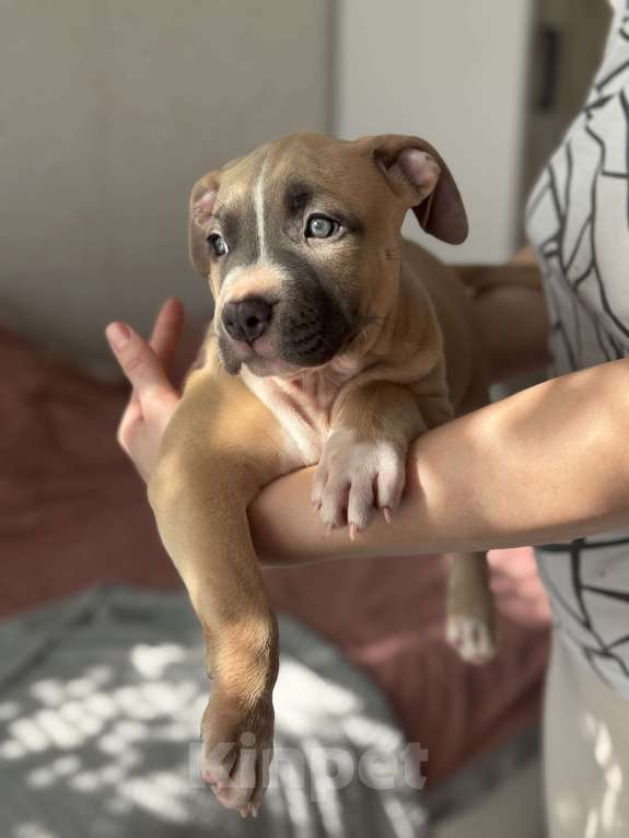 Собаки в Москве: Голубые стаффы Девочка, 45 руб. - фото 3