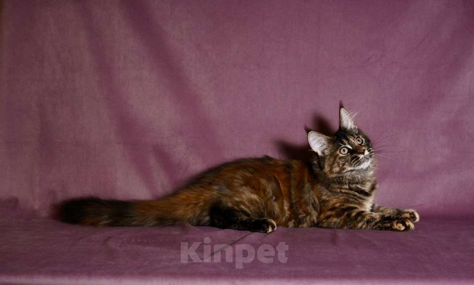 Кошки в Саратове: Мейн Кун Девочка, 50 000 руб. - фото 9