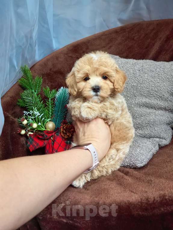 Собаки в Самаре: Мальчик Мальчик, 130 000 руб. - фото 1