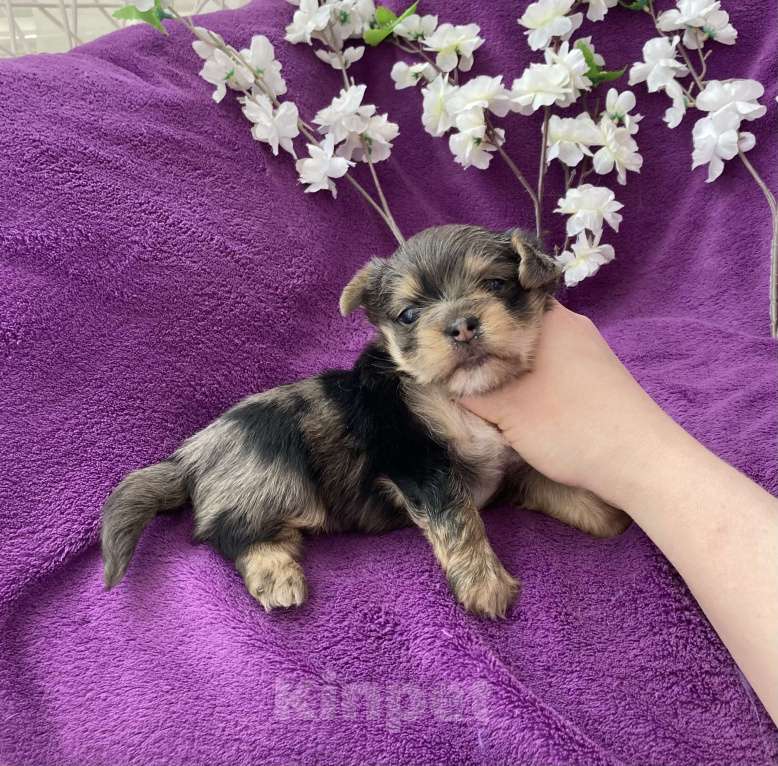 Собаки в Москве: Крупный йорк мальчик чёрный мрамор Мальчик, 60 000 руб. - фото 3