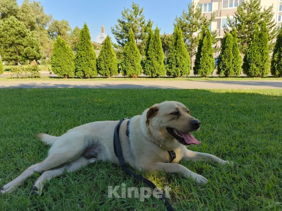 Собаки в других городах Краснодарского края: Пропал Лабрадор Мальчик, Бесплатно - фото 3