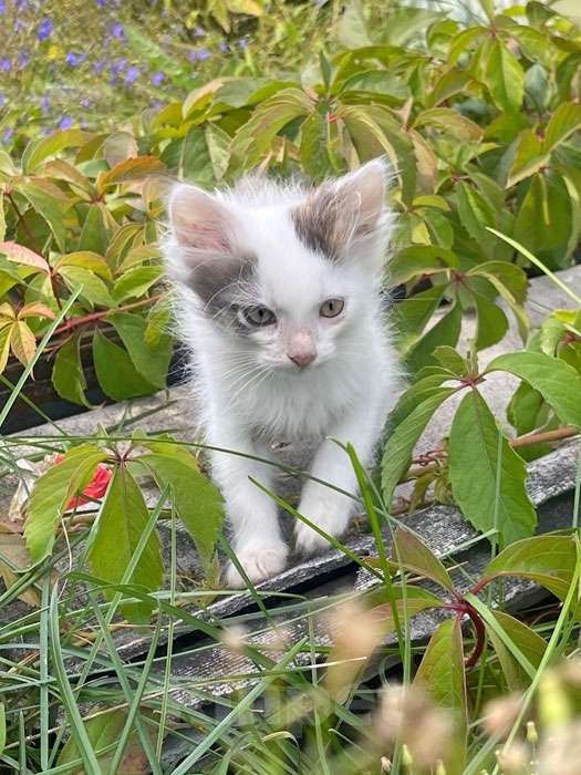 Кошки в Москве: Три славных котенка, мальчик и девочки ищут дом Девочка, 10 руб. - фото 9
