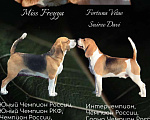 Собаки в Астрахани: Щенки бигль  Девочка, 35 000 руб. - фото 1