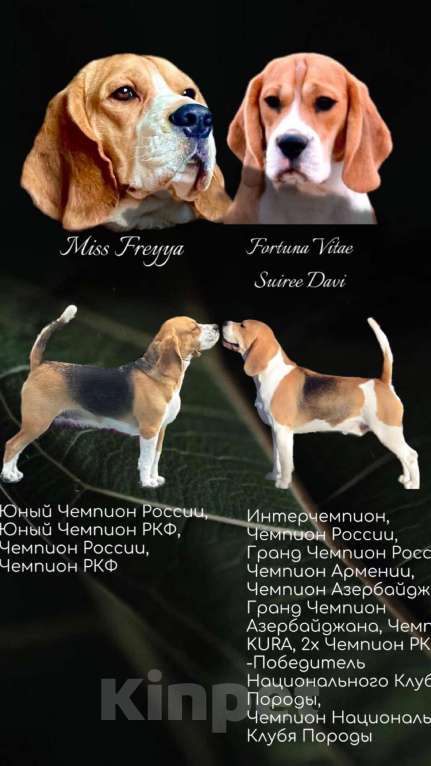 Собаки в Астрахани: Щенки бигль  Девочка, 35 000 руб. - фото 1