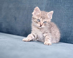 Кошки в Москве: Милый котенок Баксик ищет дом Мальчик, Бесплатно - фото 2