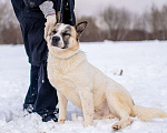 Собаки в Москве: Миниатюрная собака из приюта в добрые руки Мальчик, Бесплатно - фото 6