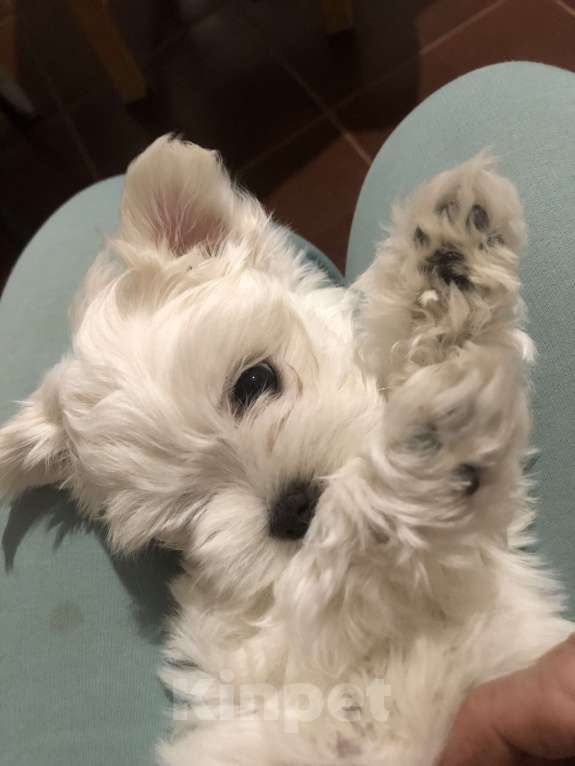 Собаки в Москве: Кудряшка Девочка, 60 000 руб. - фото 2