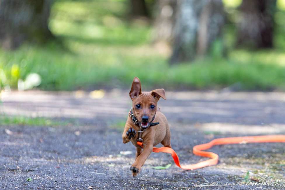 Собаки в Подольске: Цвергпинчер Оти Пампкин Девочка, 50 000 руб. - фото 2