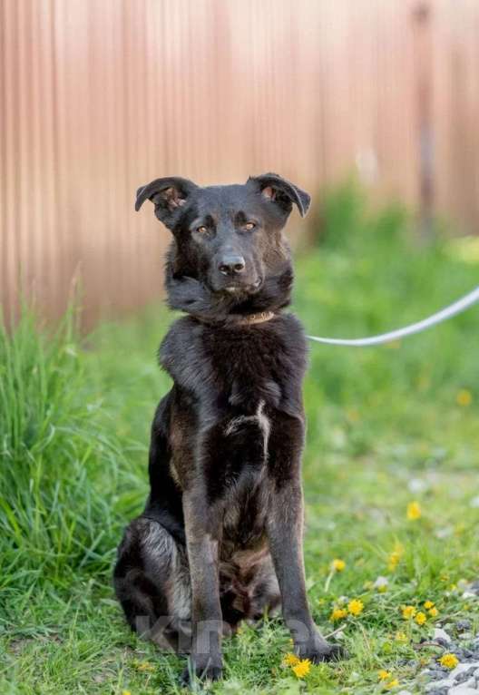 Собаки в Москве: Ник Мальчик, Бесплатно - фото 2