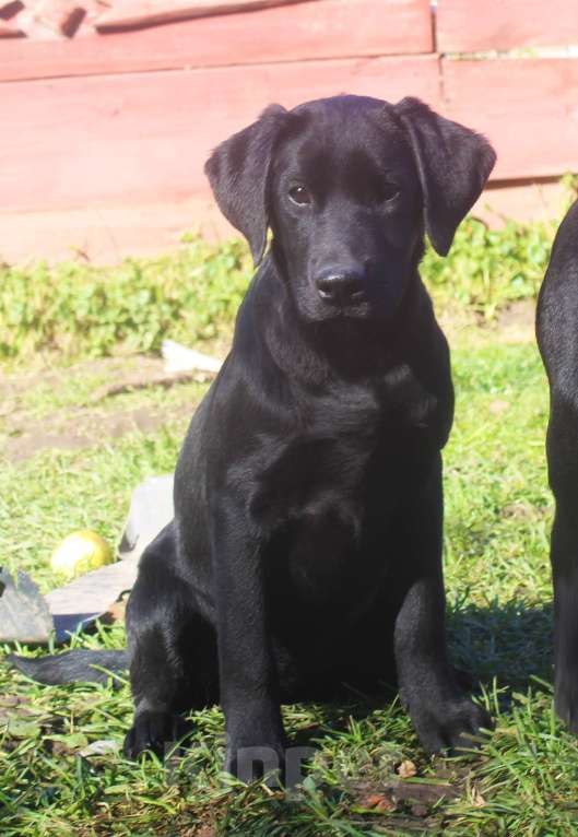 Собаки в Нижнем Новгороде: Подрощенный щенок с документами РКФ Девочка, 35 000 руб. - фото 5
