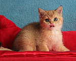 Кошки в Клине: Золотой котик скоттиш-страйт Мальчик, 10 000 руб. - фото 4
