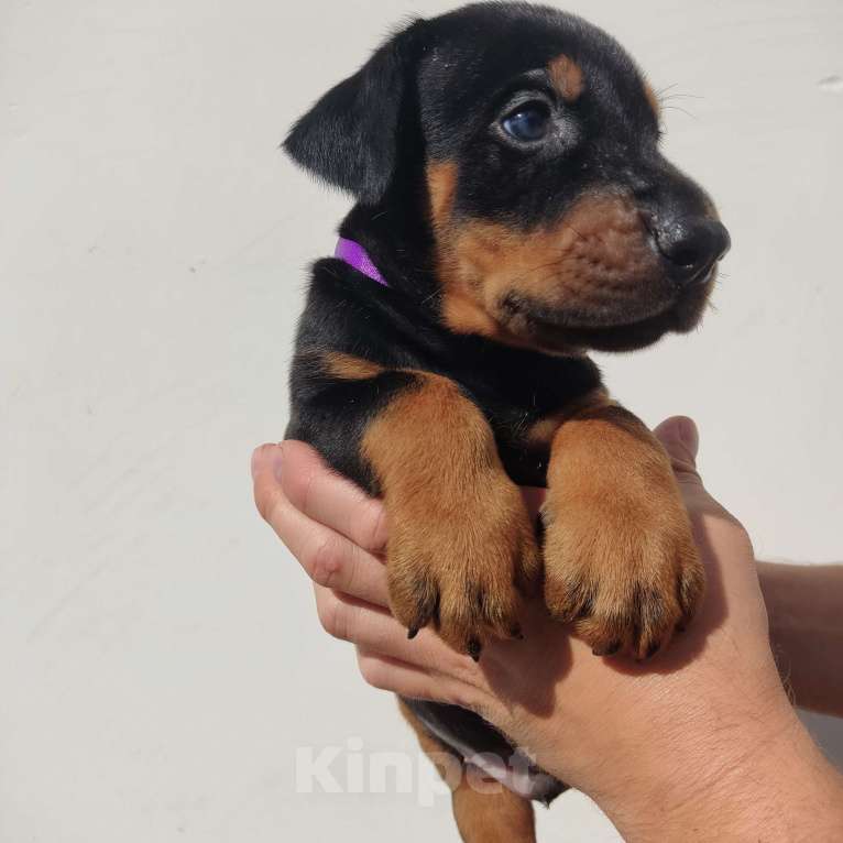 Собаки в других городах Московской области: Щенки добермана Мальчик, 70 000 руб. - фото 3