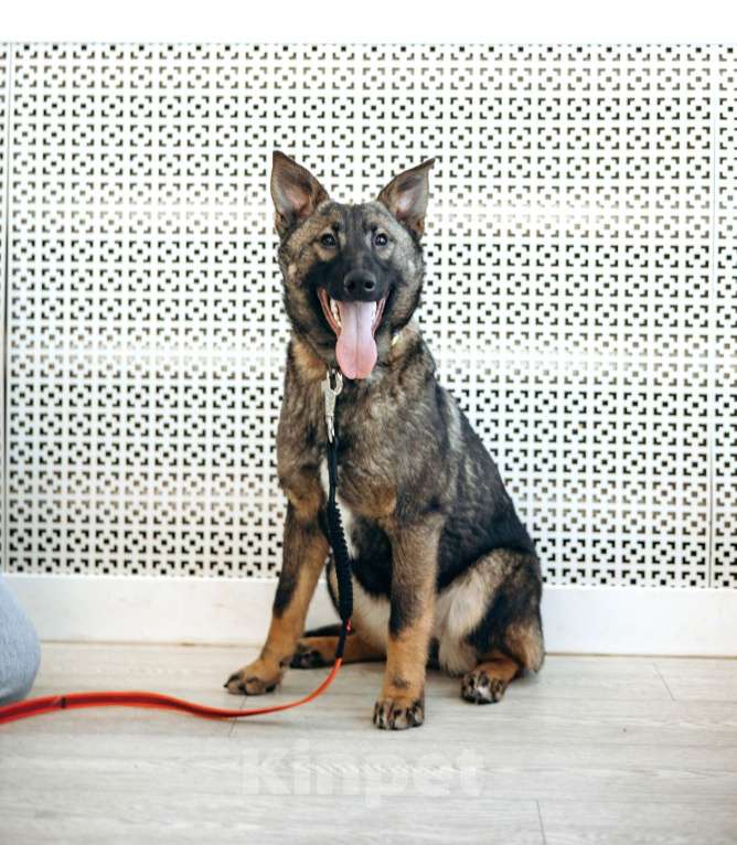 Собаки в Москве: Щенок бесплатно в Москве Девочка, Бесплатно - фото 3