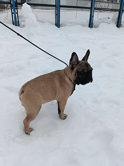 Щенки Французского бульдога