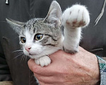 Кошки в Москве: Котенок мальчик в добрые руки Мальчик, Бесплатно - фото 2