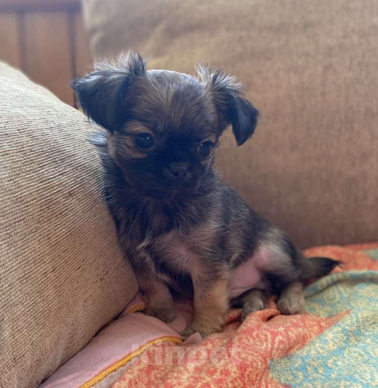 Собаки в Санкт-Петербурге: Великолепный мальчик чишка Мальчик, 25 000 руб. - фото 3