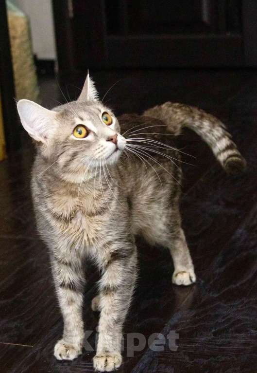 Кошки в Москве: Роскошный кот Мажор ищет дом, в добрые руки Мальчик, Бесплатно - фото 4