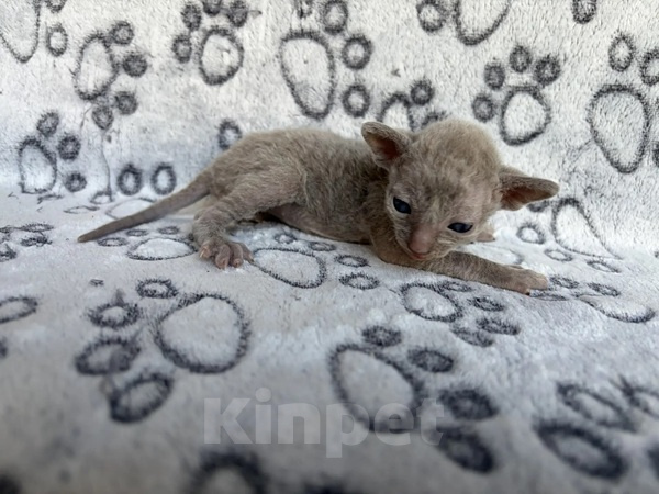 Кошки в Балашихе: Кошечка Даяна Девочка, 80 000 руб. - фото 2