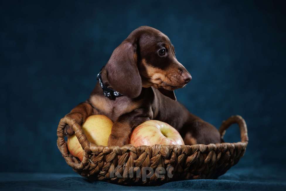 Собаки в Тюмени: Продается мальчик кроличьей/мини таксы Мальчик, 65 000 руб. - фото 3