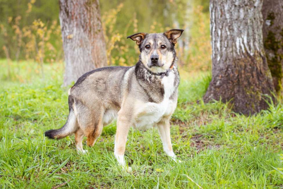 Собаки в Москве: Собачка на трёх лапках ищет дом Девочка, Бесплатно - фото 3