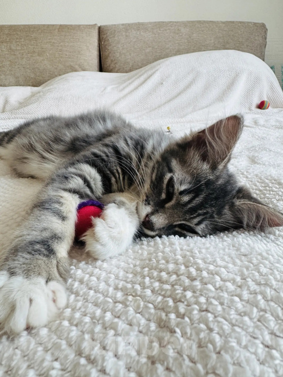 Кошки в Москве: Котенок - девочка в добрые руки Девочка, Бесплатно - фото 7