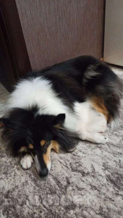 Собаки в Чебоксарах: Щенки колли длинношёрстной Разнополые, 40 000 руб. - фото 6