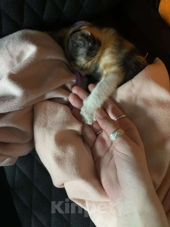 Кошки в Люберцах: Котенок в хорошие руки Девочка, Бесплатно - фото 6