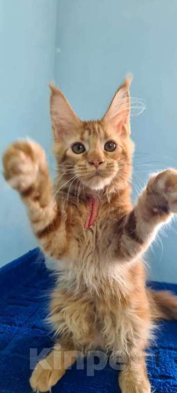 Кошки в Самаре: Котёнок породы Мейн-кун MCO female Imperija, color d Девочка, 40 000 руб. - фото 3