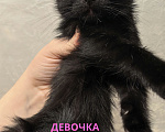 Кошки в Ульяновске: Отдам в заботливые руки котят Девочка, 50 руб. - фото 2