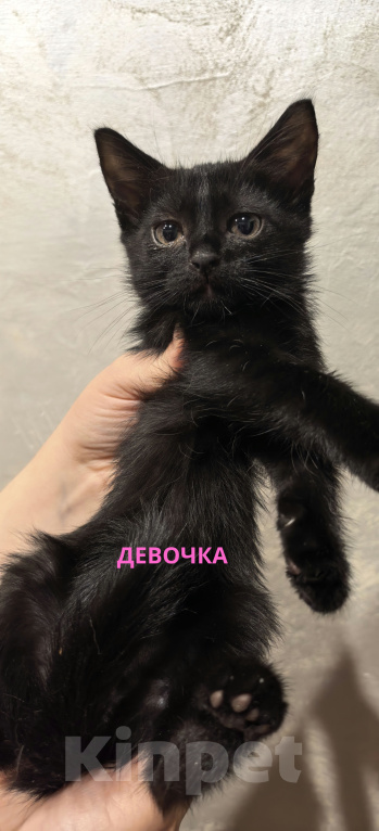 Кошки в Ульяновске: Отдам в заботливые руки котят Девочка, 50 руб. - фото 2