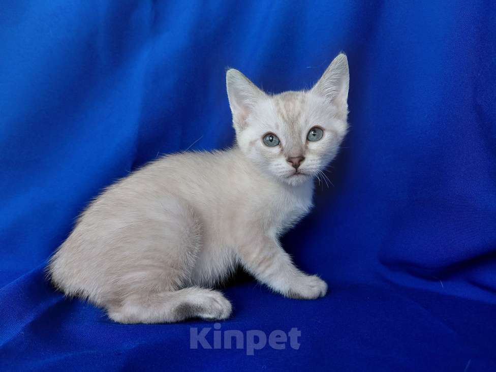 Кошки в Москве: Котята меконгского бобтейла Мальчик, 45 000 руб. - фото 2