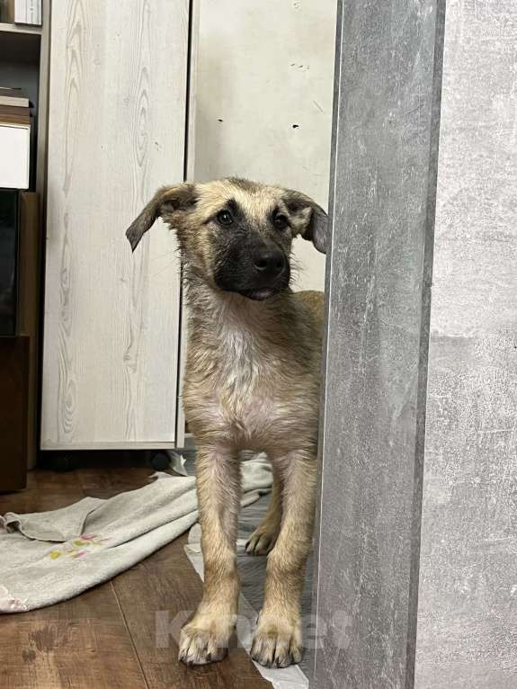 Собаки в Москве: Щенок Виола в добрые руки бесплатно  Девочка, Бесплатно - фото 6