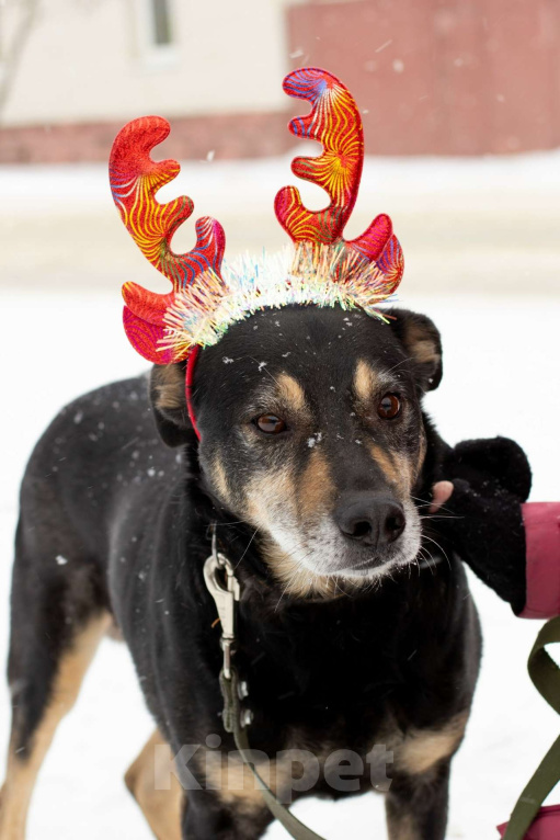 Собаки в Тамбове: Клинт в поиске... Вас? Мальчик, Бесплатно - фото 1