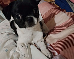 Собаки в Орле: Мальчик, чёрный с белым Мальчик, 30 000 руб. - фото 2