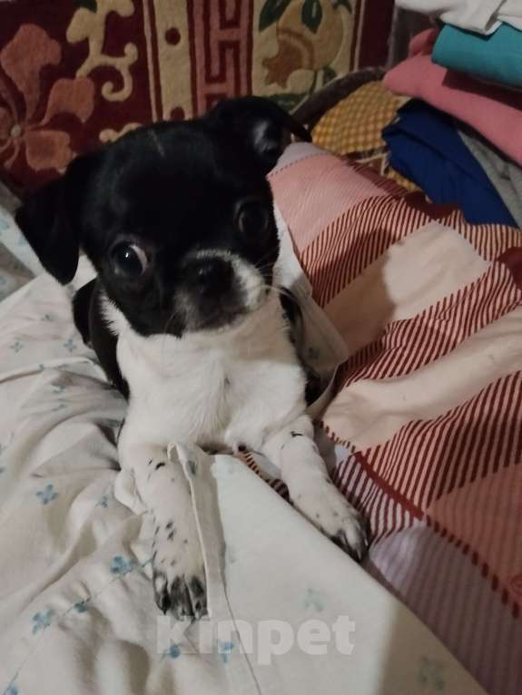 Собаки в Орле: Мальчик, чёрный с белым Мальчик, 30 000 руб. - фото 2