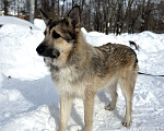 Собаки в Москве: Собака бесплатно в Москве Мальчик, Бесплатно - фото 8